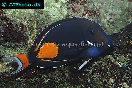 Achilles Tang, picture 2