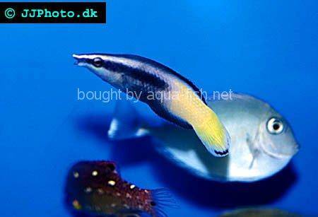 Bicolor Cleaner Wrasse picture