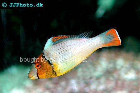 Bicolor Parrotfish picture no. 1