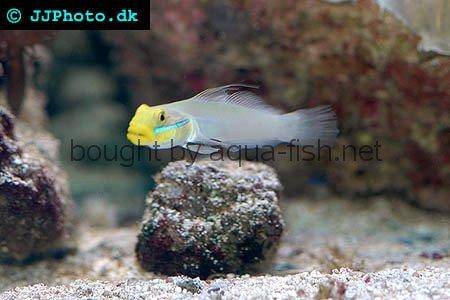 Blueband Goby picture 2