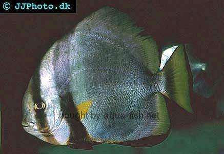 Golden Spadefish picture