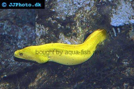 Goldentail Moray picture no. 1