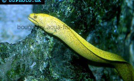Goldentail Moray picture no. 3
