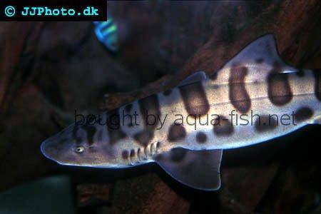 Salt Water Fish on Leopard Shark Picture