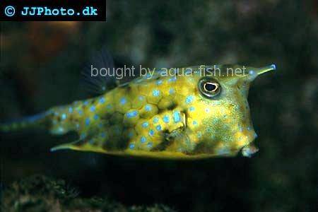 Longhorn Cowfish picture no. 1