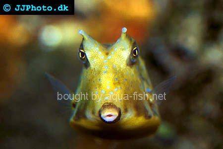 Longhorn Cowfish picture no. 2