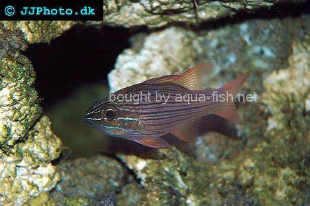 Many-Lined Cardinalfish