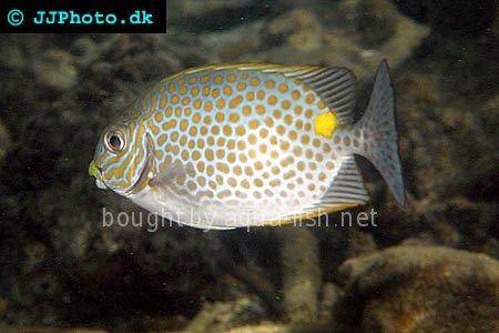Orange-Spotted Spinefoot picture 2