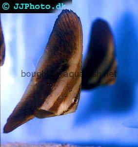 Orbicular Batfish, juvenile specimen picture 2