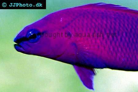 Orchid Dottyback picture 2