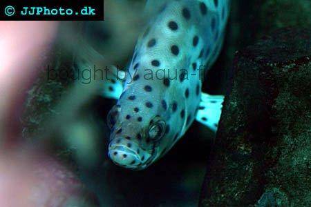 Panther Grouper picture no. 2