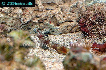 Periophthalma Prawn-Goby, picture number 2