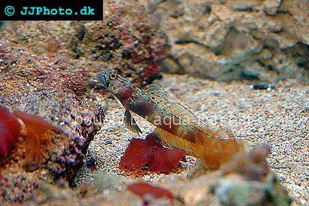 Periophthalma Prawn-Goby, picture number 3