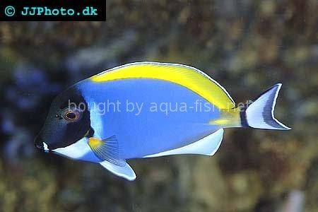 Powder blue tang, picture number 4
