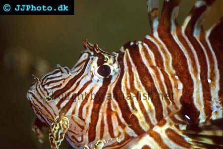 Red Lionfish picture no. 2