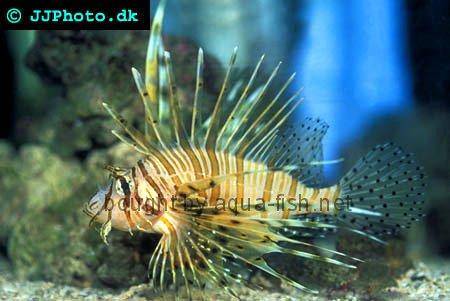 Red Lionfish picture no. 6