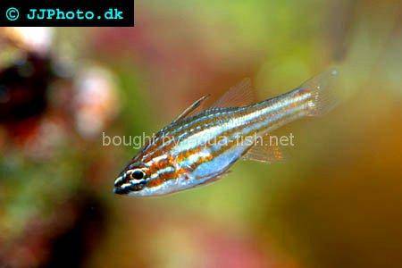 Red-Striped Cardinalfish picture