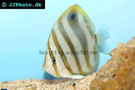 Sixspine Butterflyfish picture
