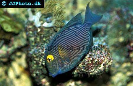 Spotted Surgeonfish, picture no. 1
