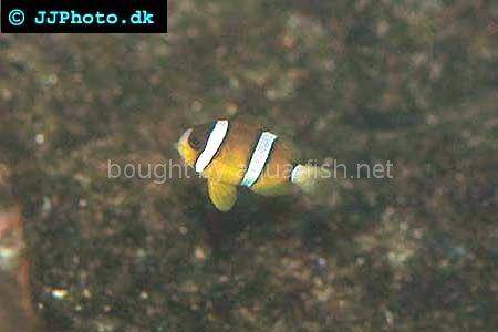 Three-Banded Anemonefish picture