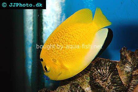 Three-Spot Angelfish, picture no. 1