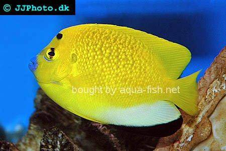 Three-Spot Angelfish, picture no. 2