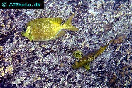Blue-Spotted Spinefoot picture 1