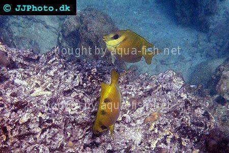 Blue-Spotted Spinefoot picture 2