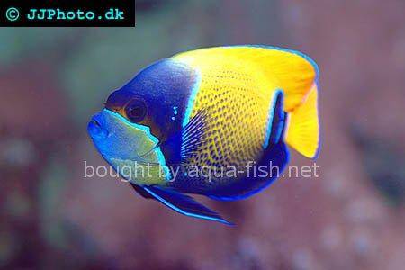 Bluegirdled Angelfish picture 4