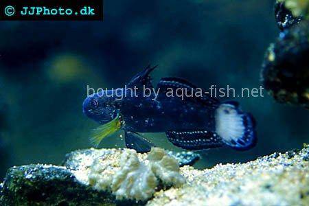 Butterfly Goby, picture 1