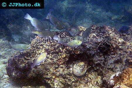 Common Parrotfish picture no. 2