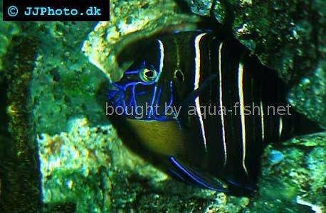 Goldtail Angelfish, picture no. 1