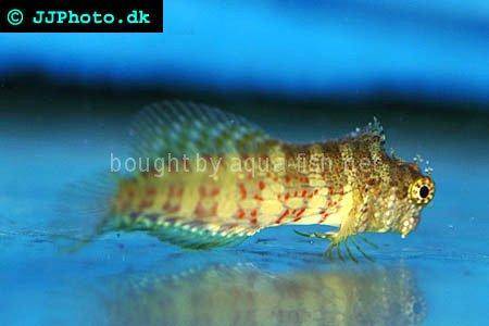 Jewelled Blenny picture 1