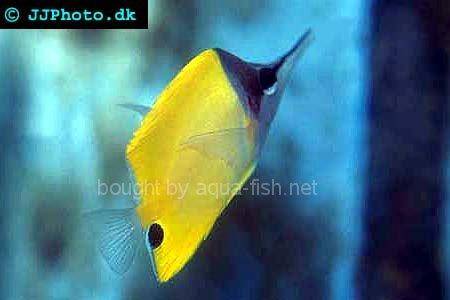 Longnose Butterflyfish picture