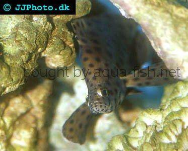 Panther Grouper picture no. 5