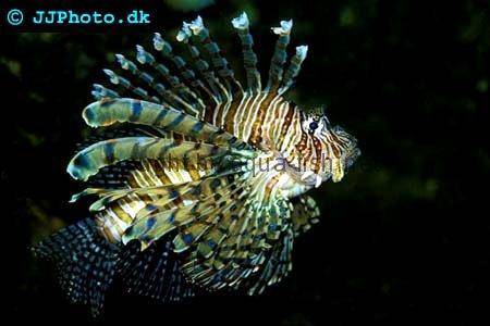 Red Lionfish picture no. 3