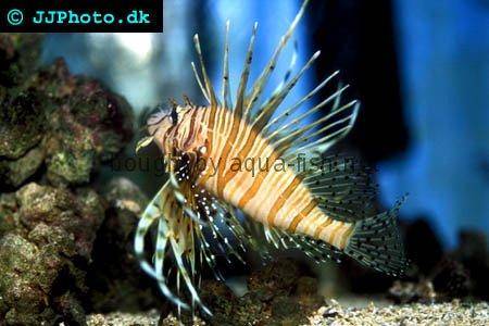 Red Lionfish picture no. 5