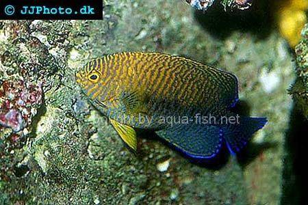Russet Angelfish picture 3