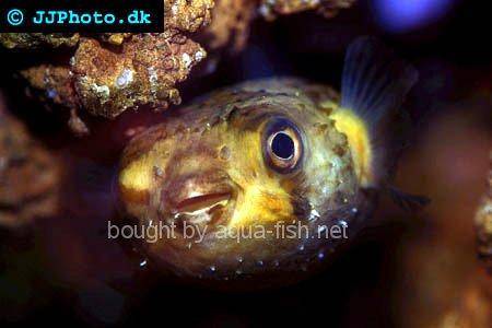 Spot-Fin Porcupinefish picture no. 4