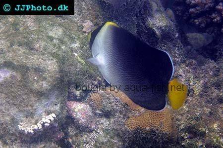 Vermiculated Angelfish, picture no. 2