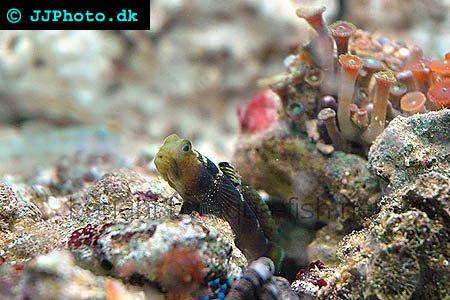 Y-Bay Shrimp Goby picture