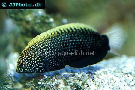 Yellowspotted Wrasse picture