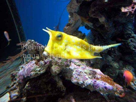 Longhorn Cowfish picture no. 5