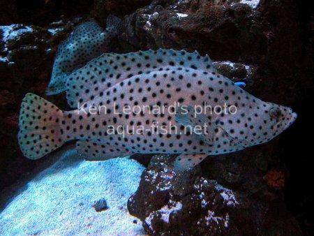 Panther Grouper picture no. 6