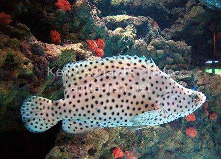 Panther Grouper picture no. 7