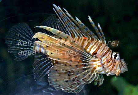 Red Lionfish, picture no. 24