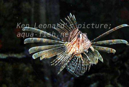 Red Lionfish, picture no. 28
