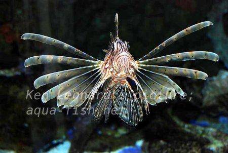Red Lionfish, picture no. 32