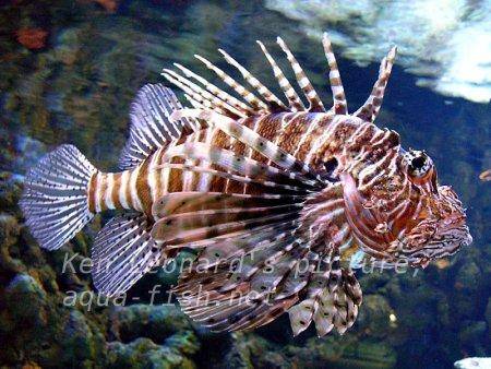 Red Lionfish, picture no. 17