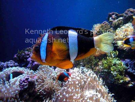 Three-Banded Anemonefish, picture 4